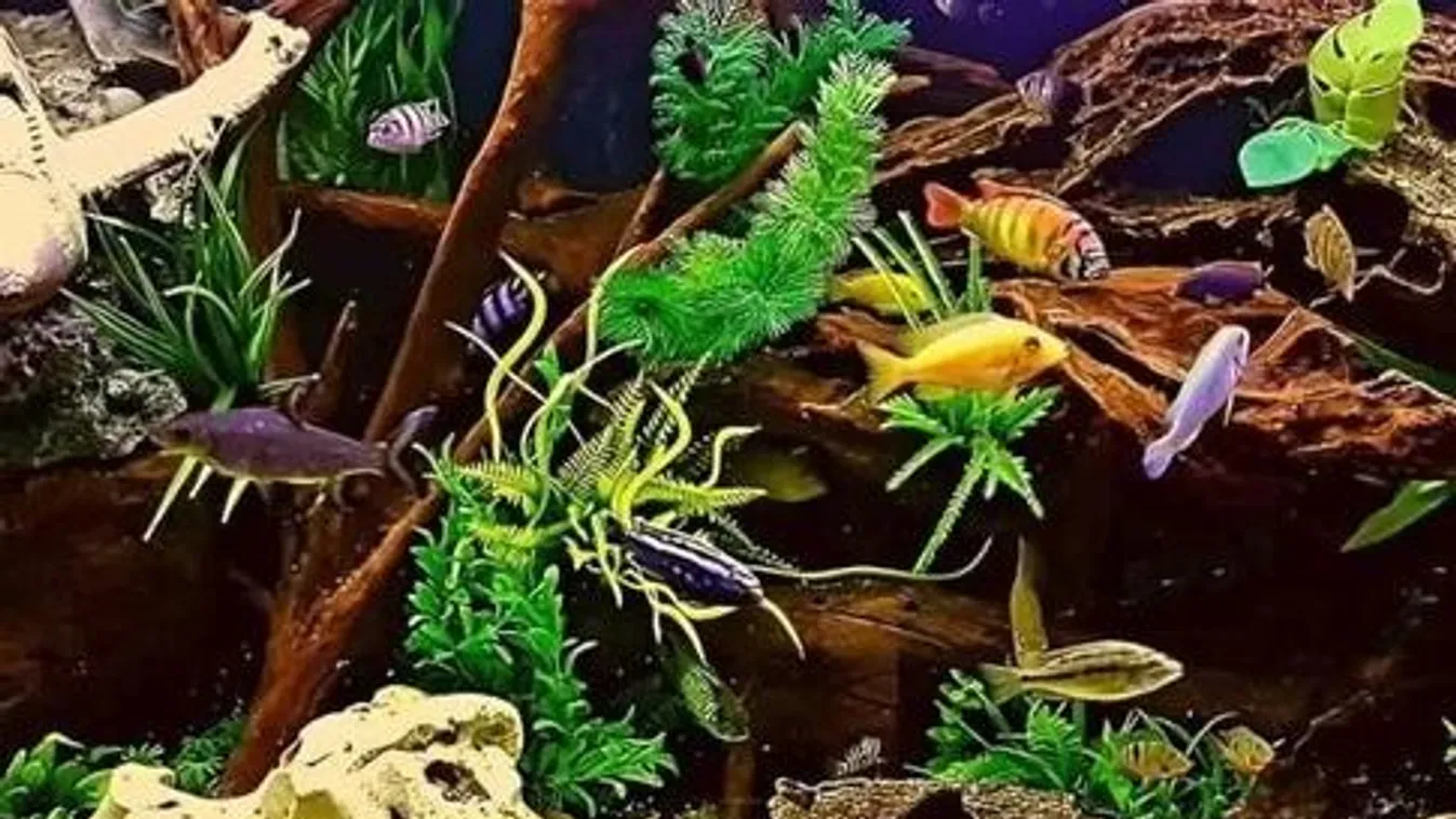 Csak az igazán sasszeműek veszik észre 5 másodpercen belül a csikóhalat