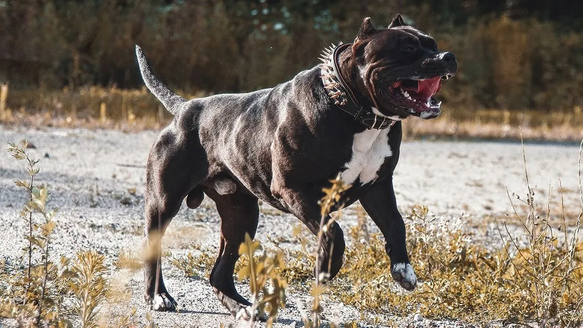 Angry,Pitbull,American,Bully