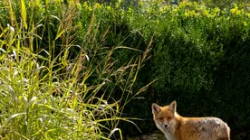 Róka a kertben: Saját kezünkbe vehetjük a problémát?