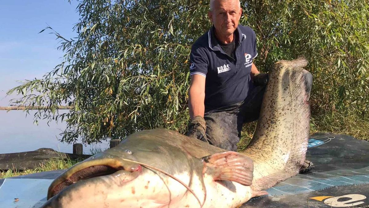 Pecalegenda fedte fel a harcsázás titkát