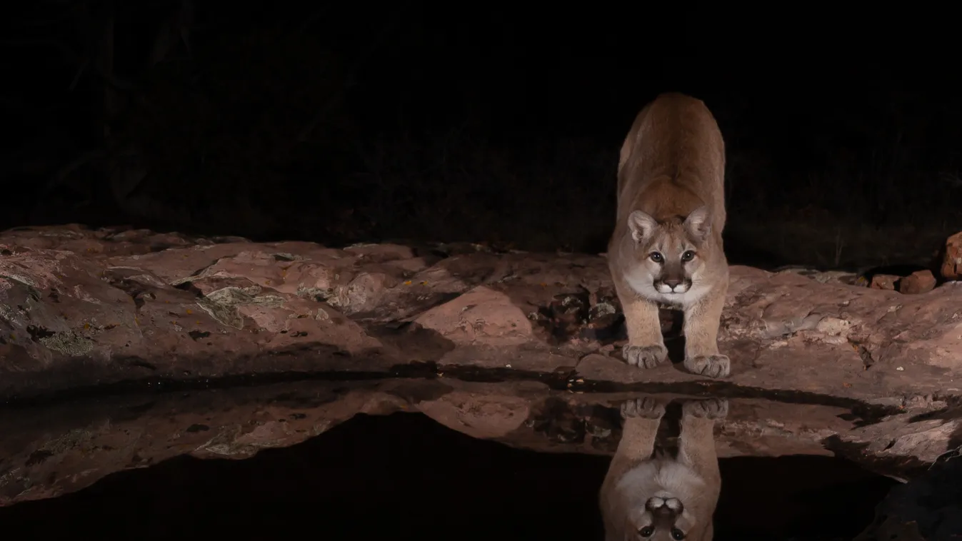 Puma támadt egy jakuzziban ülő házaspárra
