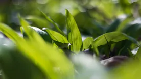 Elindult a medvehagyma-szezon, de nem mindegy hol és mennyit gyűjtesz