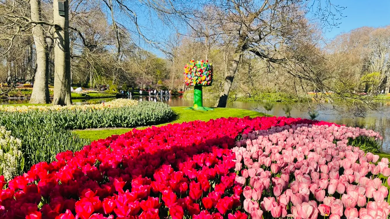 Nemsokára nyit Hollandia legnagyobb és leghíresebb tulipánkertje