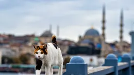 Egy kis tavaszi városlátogatás: 10 érdekesség Isztambulról