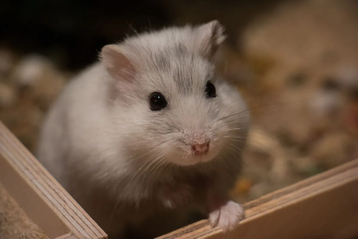 Hörcsög rágcsáló kisállat háziállat sablon