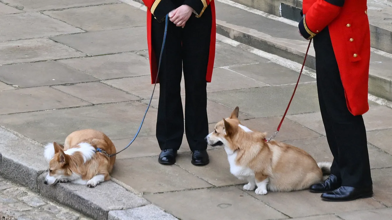 Popóbillegető, királyi corgikról nyílik kiállítás Londonban