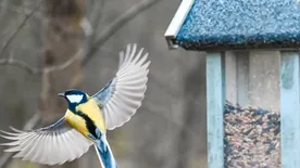 Jön a tavasz! Így segíthetünk kedvenc madarainknak a kertben