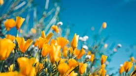 Bírságot is kaphat, aki ezeket a virágokat gyűjti a tavaszi erdőben