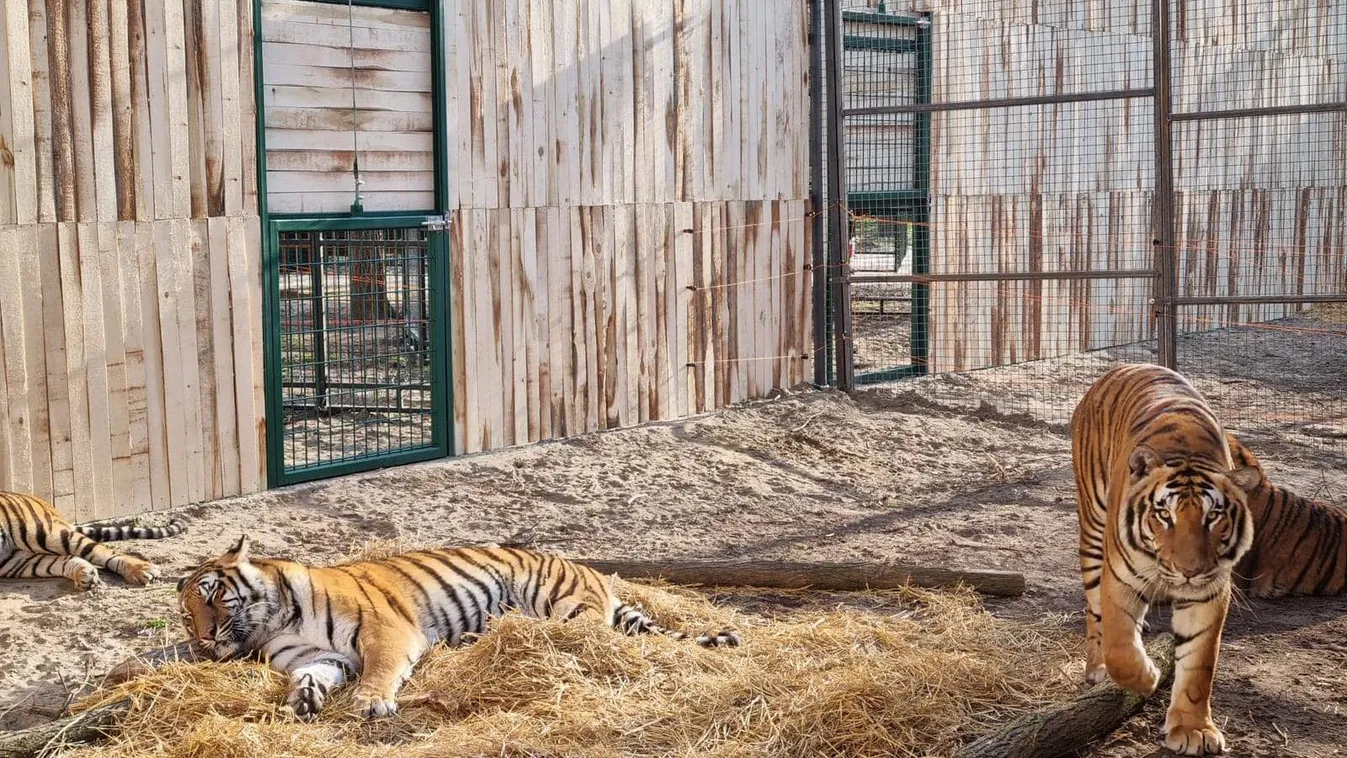 Olaszországi cirkuszból befogadott tigrisekkel és oroszlánokkal nyit a Richter Safari Park