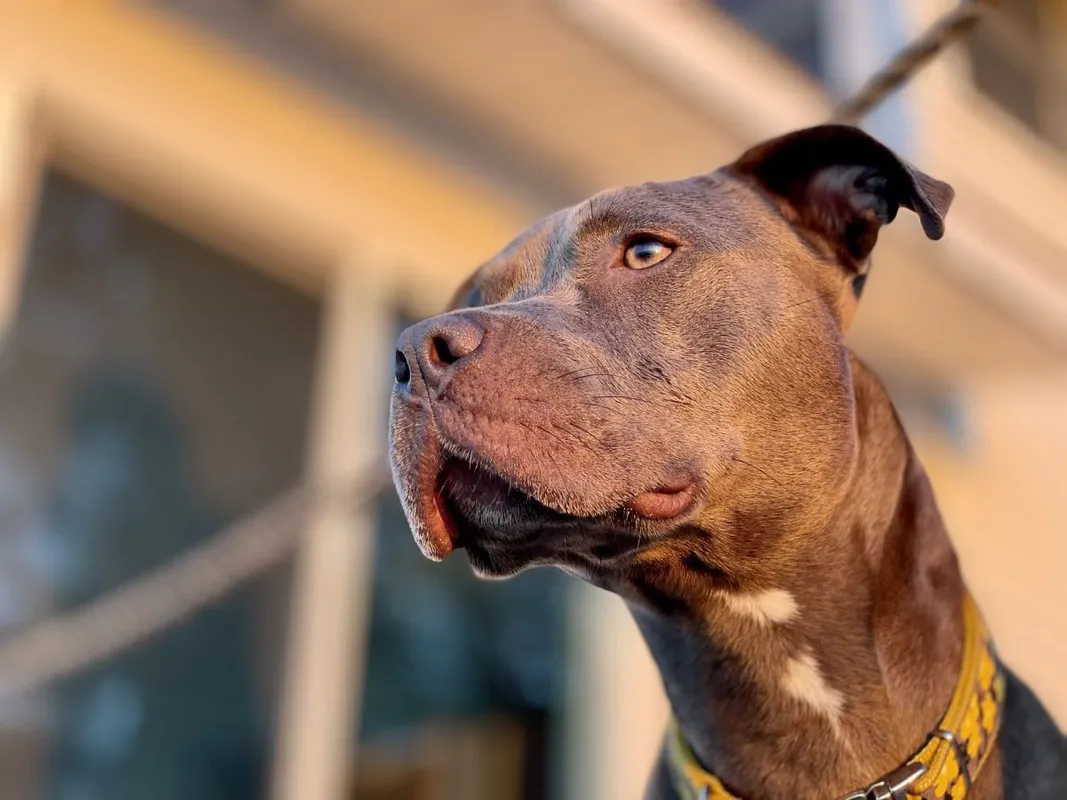 pitbull, kutya, harci kutya, Pixabay illusztráció