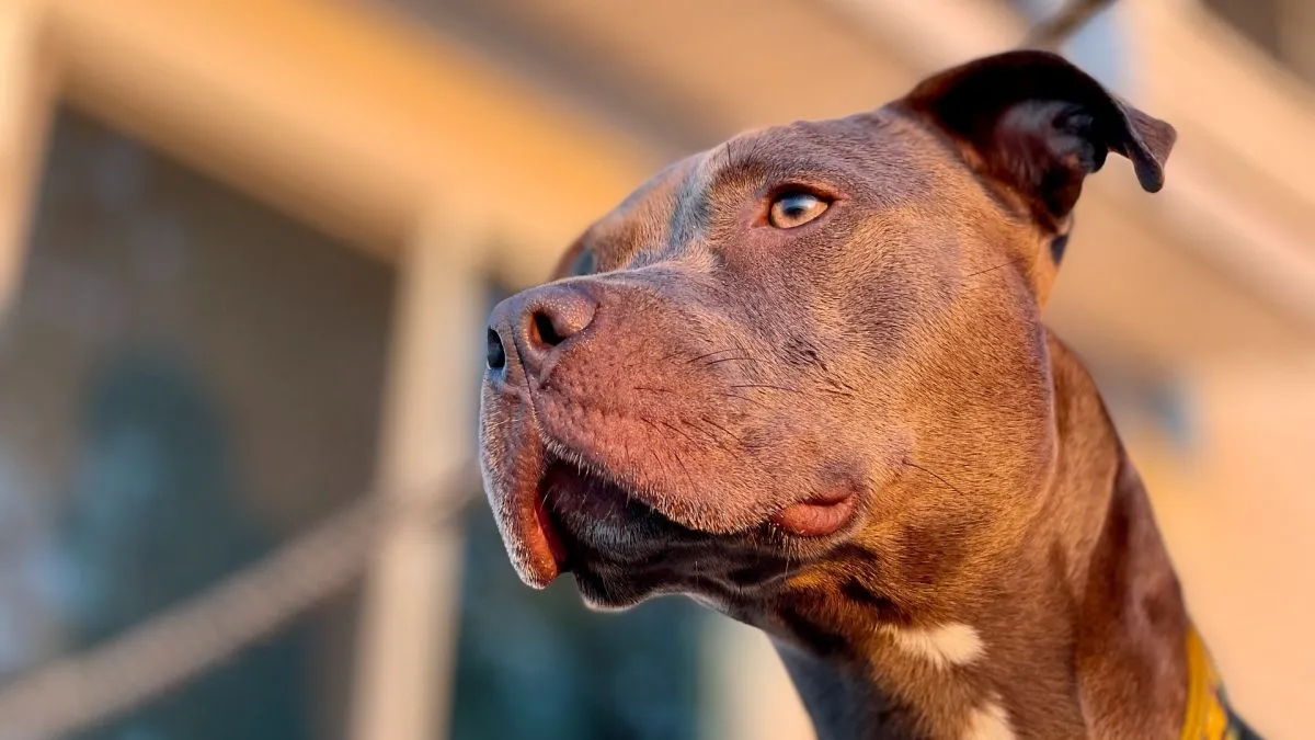 pitbull, kutya, harci kutya, Pixabay illusztráció