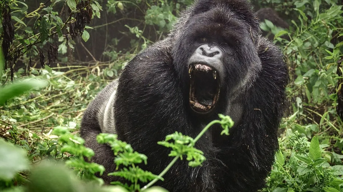 Front,View,Of,Angry,Silverback,Mountain,Gorilla,In,The,Misty