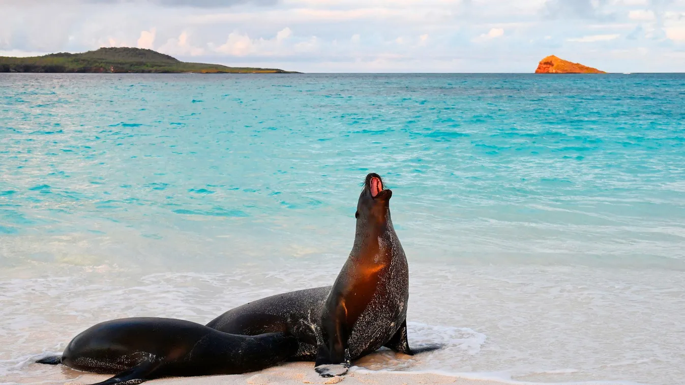 Rendkívüli felfedezést tettek a Galápagos-szigeteknél