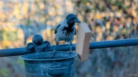 „Nem lehet kivédeni egy varjútámadást” – figyelmeztet a szakértő, emberre is veszélyesek a varjak