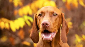 Állítja a kutyakiképző: több vizsla támad emberre, mint ahány rottweiler