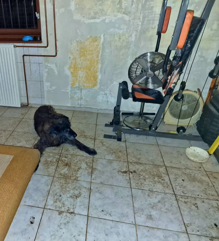 újbuda horrorpince