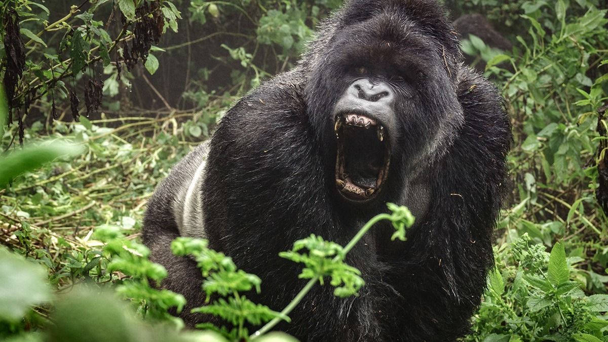 Front,View,Of,Angry,Silverback,Mountain,Gorilla,In,The,Misty