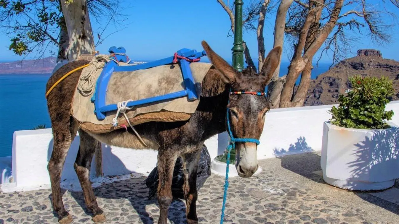 A turistákat cipelő szamarak szenvedése ellen küzdenek az állatvédők Szantorinin