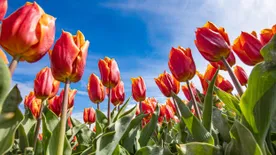 A tavasz legjobb része: Tulipánszüret és szelfiözön az ország különböző pontjain