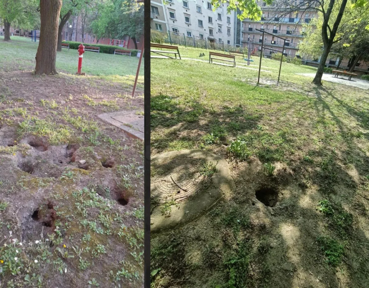 patkány, patkánylyukak, Hódmezővásárhely, fotó: Promenad24