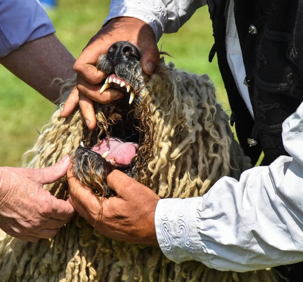Tooth,Examination,Of,A,Komondor,Dog