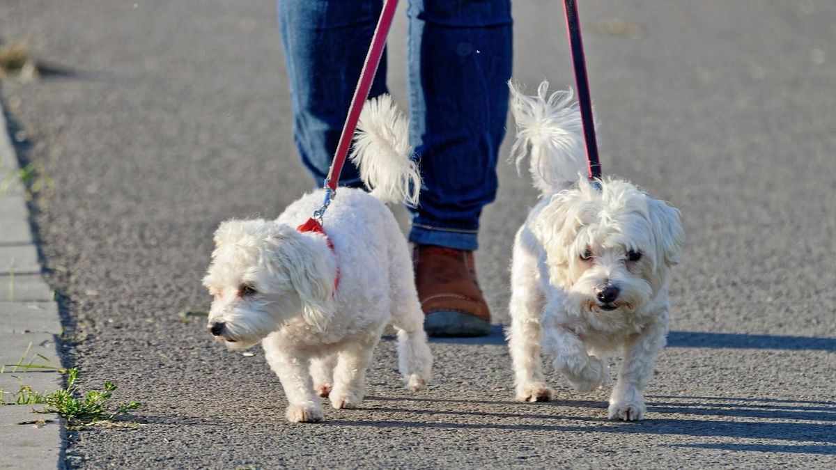 Elő a lépésszámlálóval! Ennyi lépést kell naponta megtenned, ha 100 évig akarsz élni