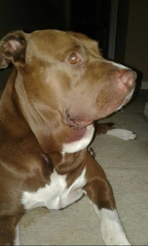 Hurley hős pitbull 