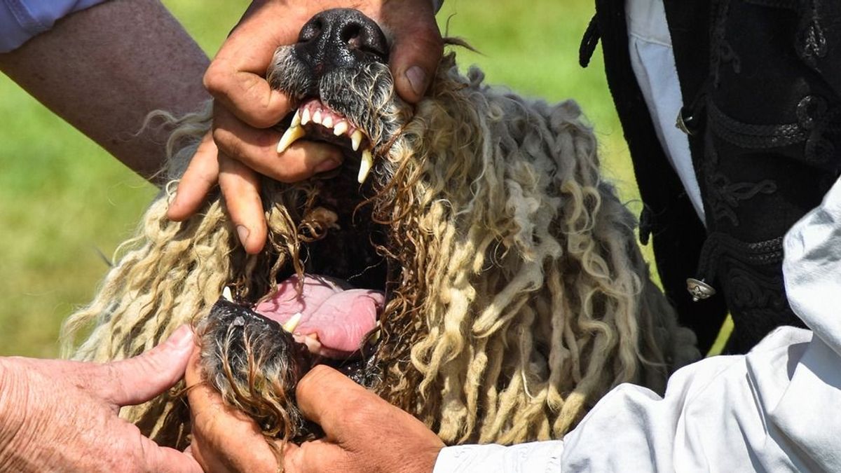 Újabb áldozatok Budán: további panaszok érkeztek a három komondor és gazdájuk ellen