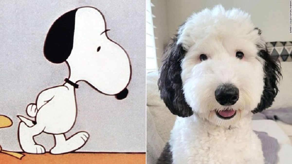 Megőrül az internet az „élő” Snoopy-ért