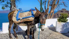 A turistákat cipelő szamarak szenvedése ellen küzdenek az állatvédők Szantorinin