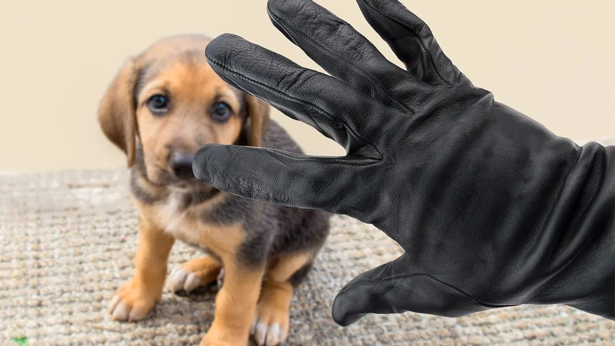 Closeup,Of,A,Hand,Of,A,Thief,Stealing,A,Dog