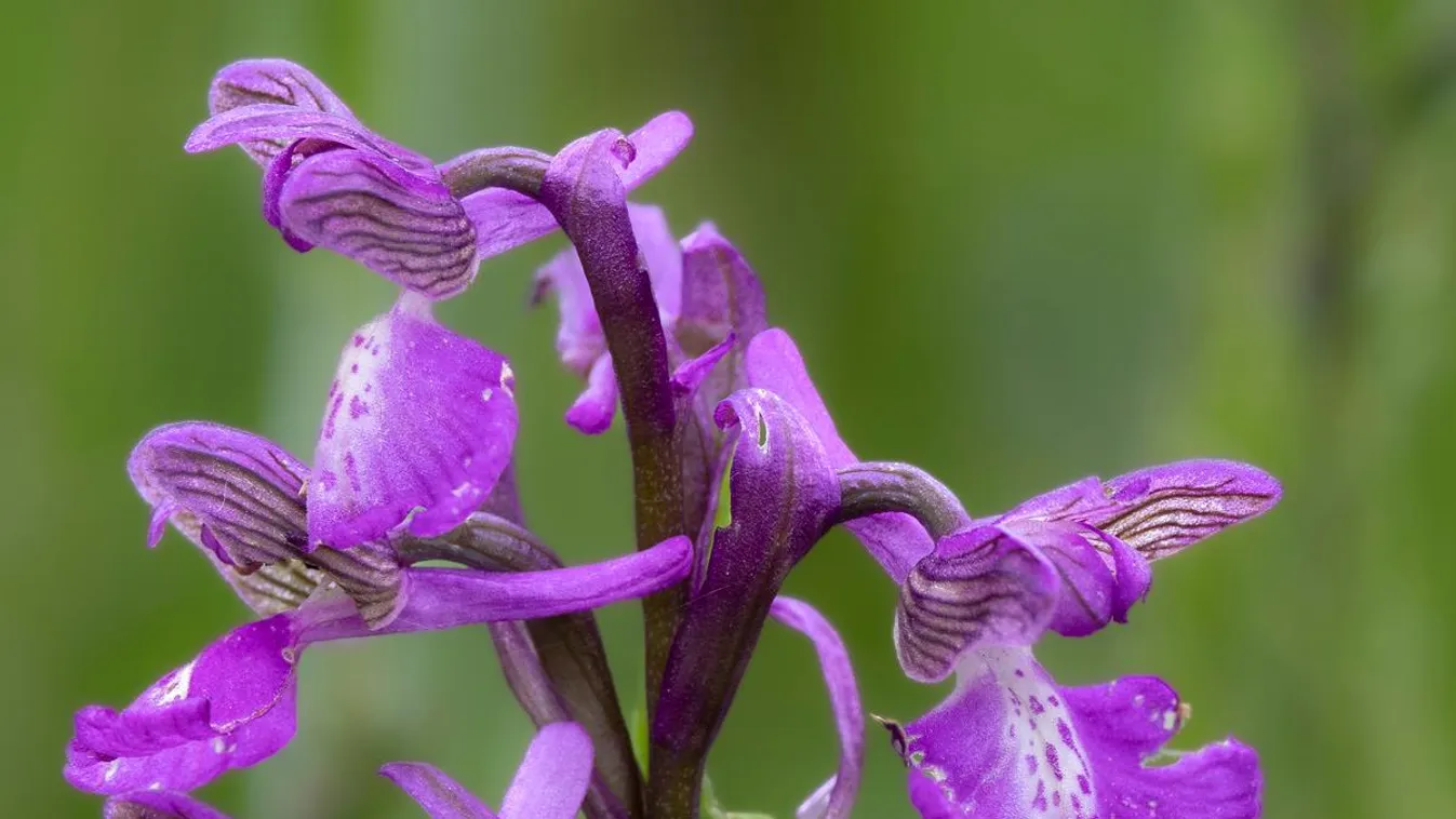 Lila orchideák között sétálhatunk a Bihari-síkon