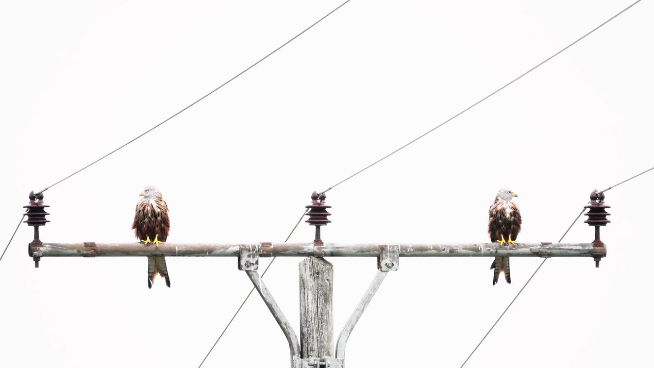 https://cdn.borsonline.hu/2023/05/3QMx9dJzvs6h40uTqqcFexNceosW2H5q45z9kZIhGiw/fill/1347/758/no/1/aHR0cHM6Ly9jbXNjZG4uYXBwLmNvbnRlbnQucHJpdmF0ZS9jb250ZW50LzdkNTBkMmEwNjU5ZTQ3ODI4ZTZiM2JmY2JhOTMwMWMw.jpg
