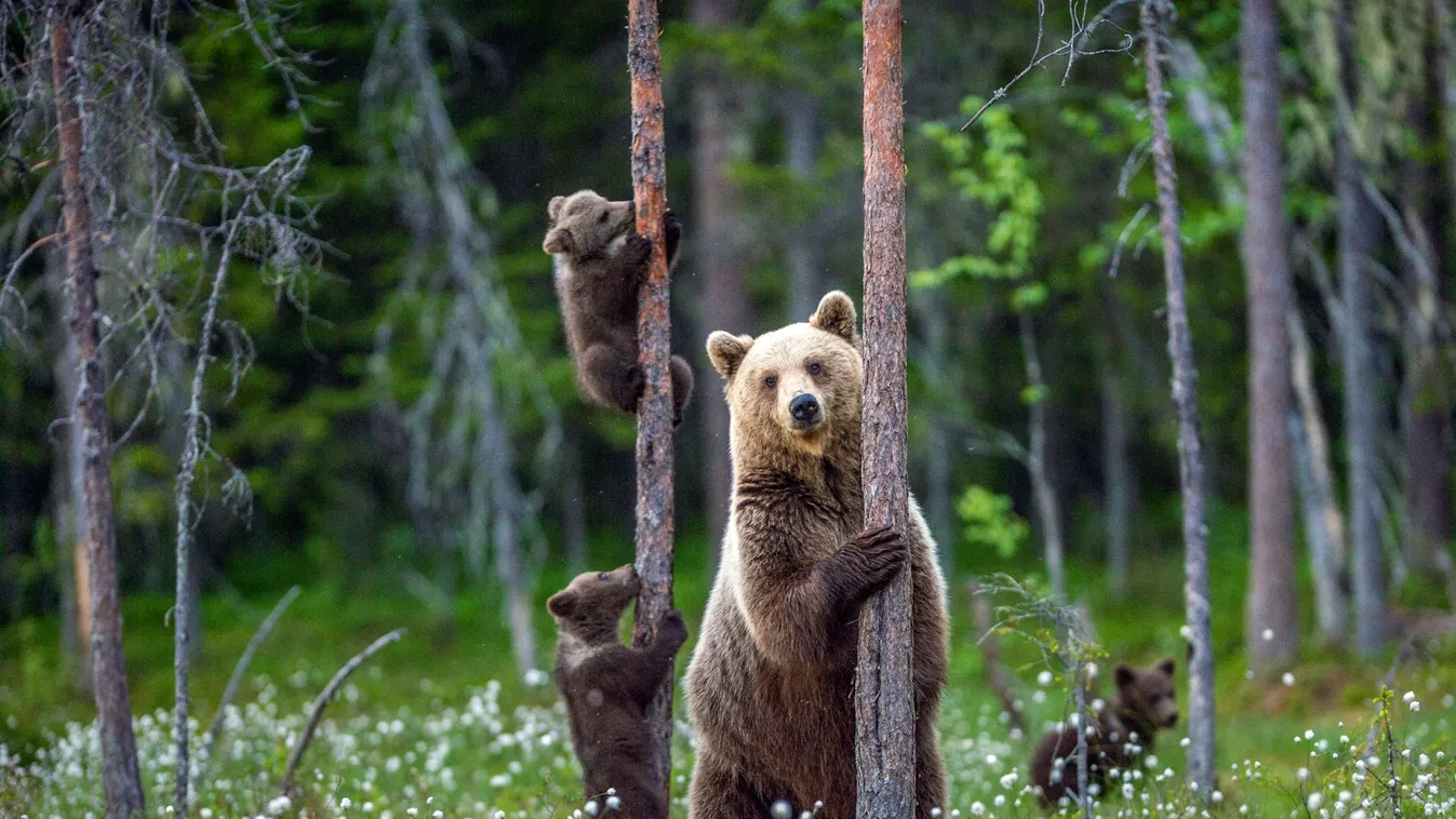 Medvebocs kószál az anyjával Nógrádban