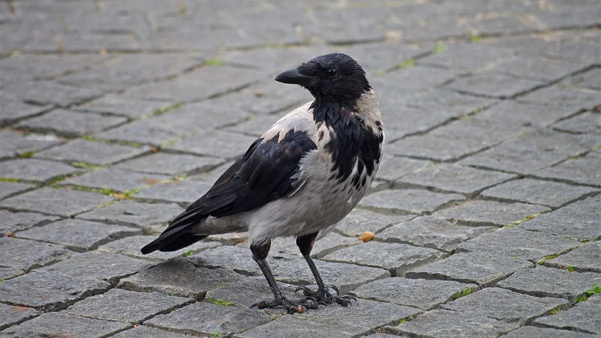 Isolated,Hooded,Crow,(corvus,Cornix),On,Paving,Stone,Background