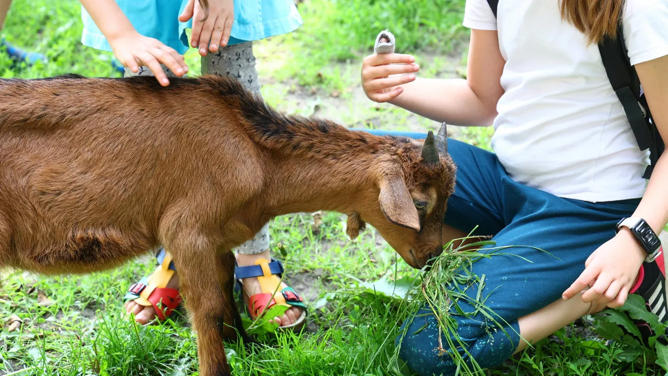Birkákkal és kecskékkel nyíratták le a füvet a II. kerületben