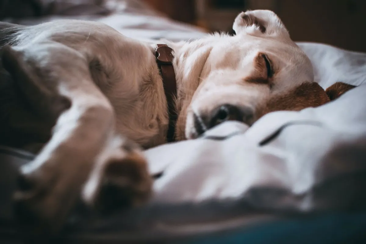 kutya sablon dog illusztráció