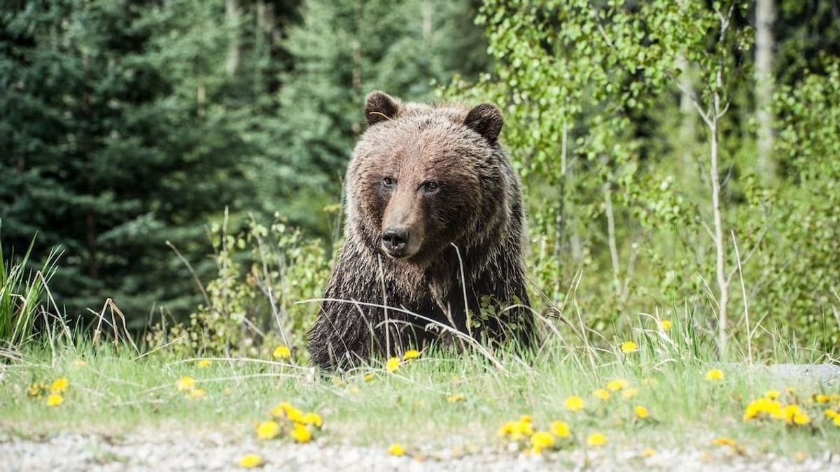 200 kilós medvét gázoltak halálra az autópályán Kolozsvártól nem messze – megrázó videó