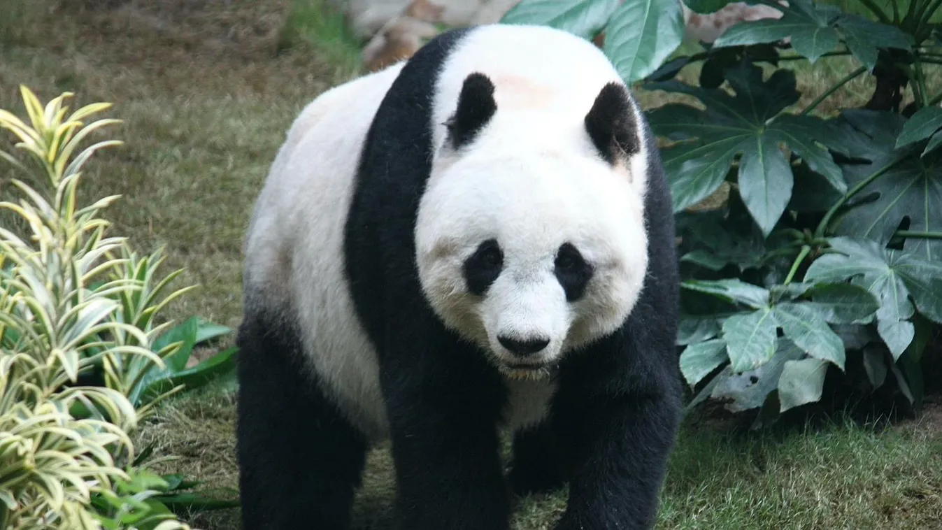El tudjátok képzelni, hogy fest a panda fekete foltok nélkül? Létezik, mutatjuk!
