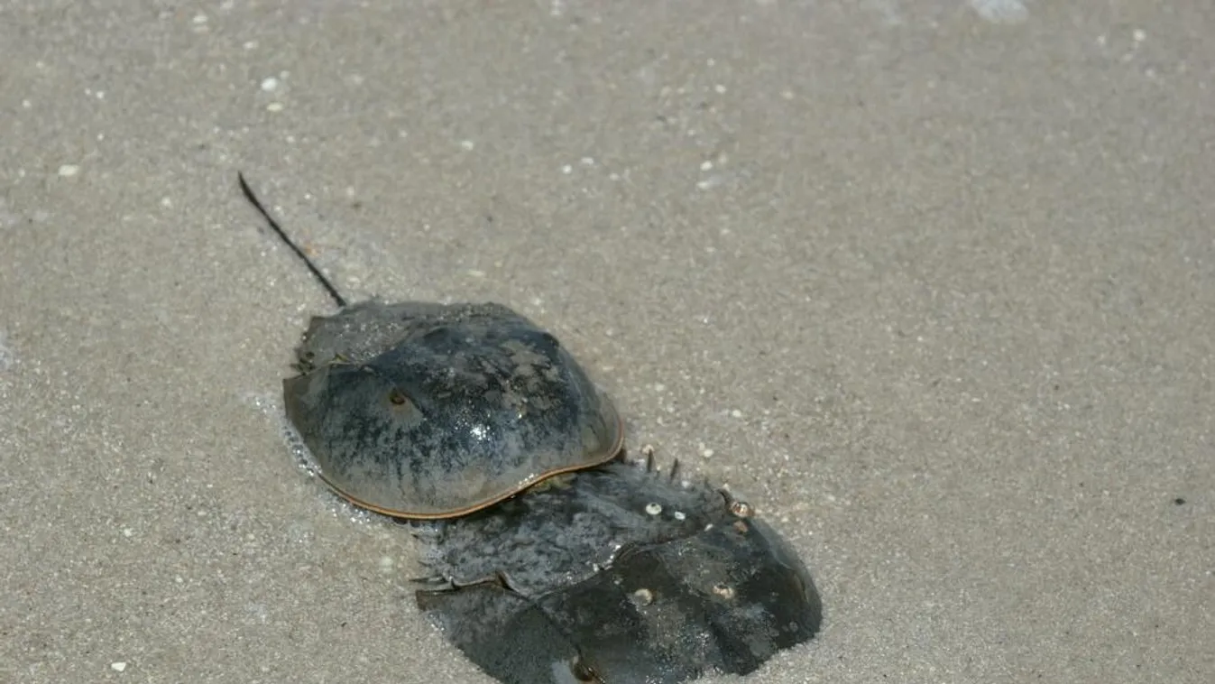 Videó: Páncélosok ezrei szállták meg New Jersey strandjait