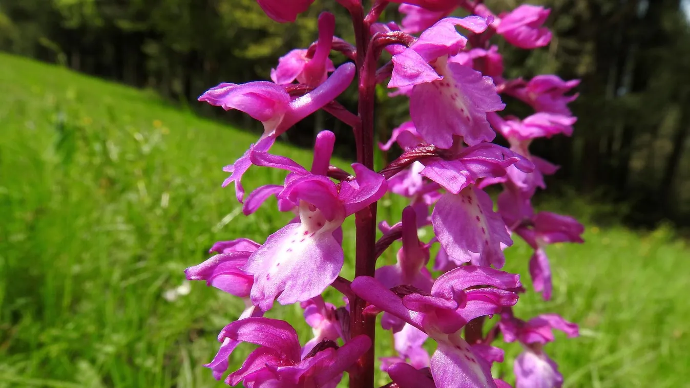Eddig soha nem látott orchideafaj bukkant fel a Hortobágyi Nemzeti Park területén