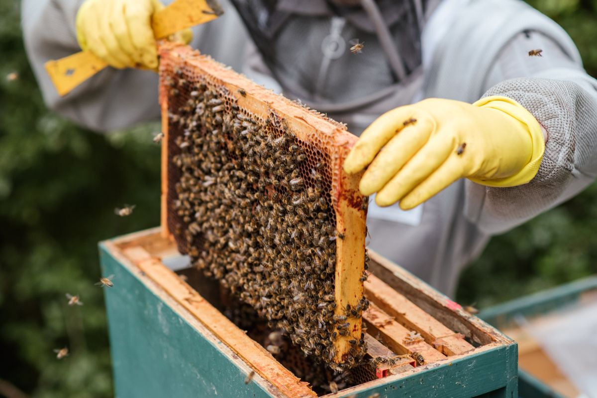 méh méhek kaptár méhész