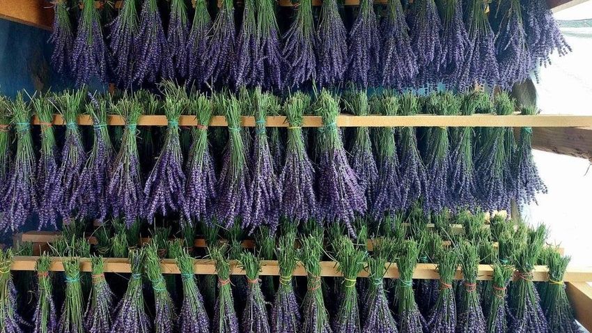 Here are the 5 best places to collect lavender