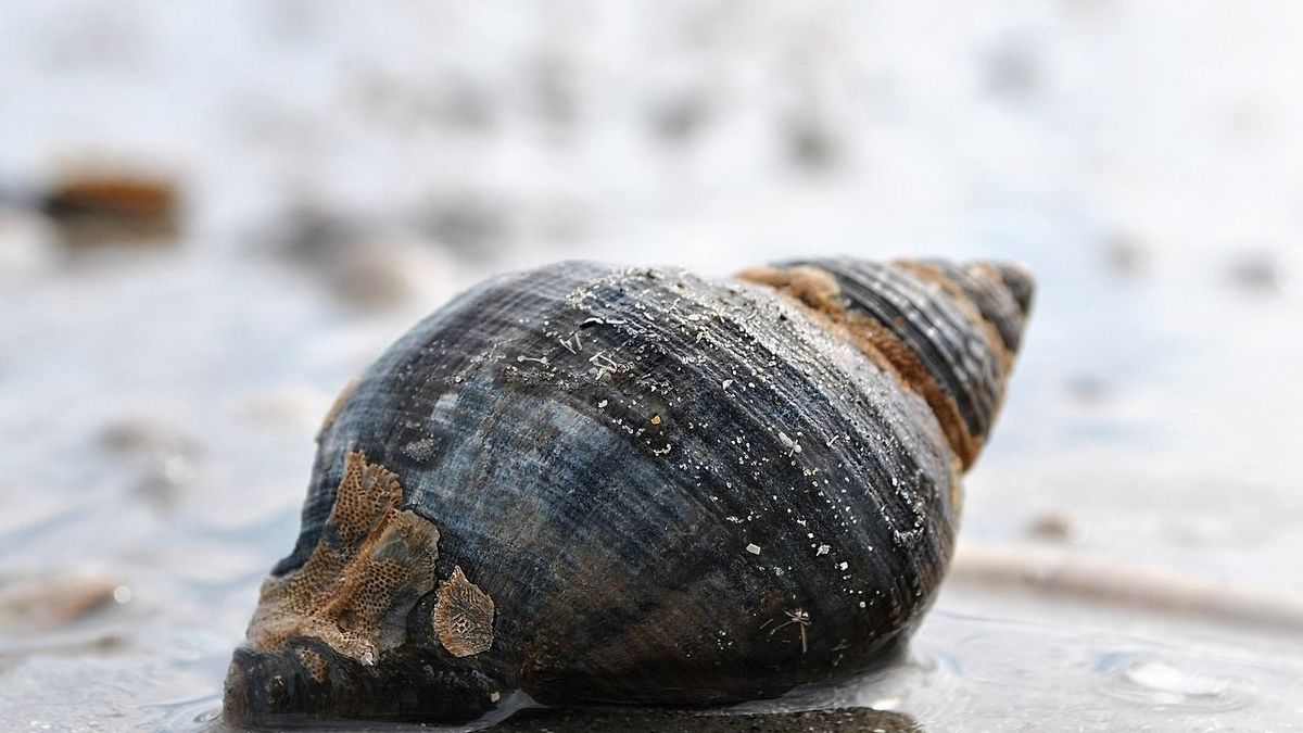 Dráma a tengerparton: millimétereken múlt a gyanútlan strandoló élete - Videó