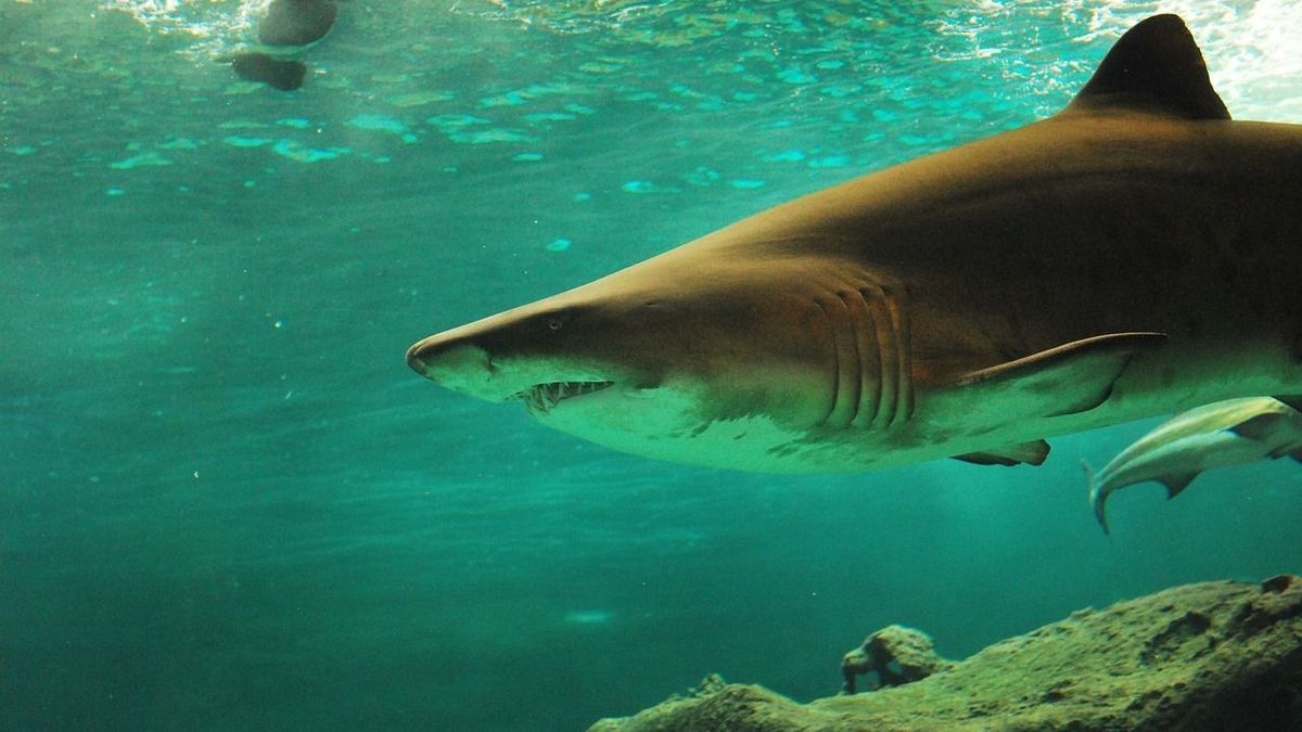 Cápa cápatámadás veszélyes állat sablon