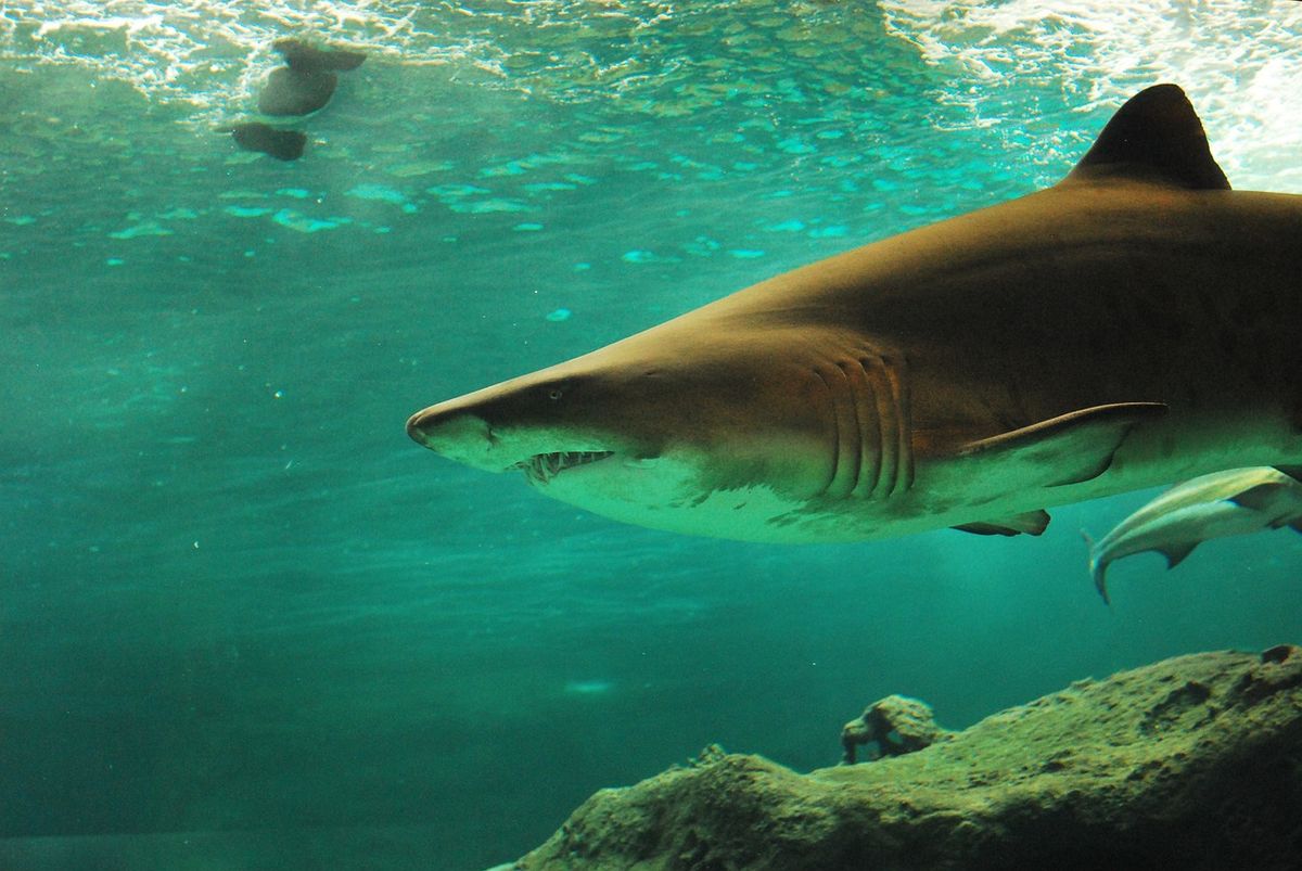 Cápa cápatámadás veszélyes állat sablon