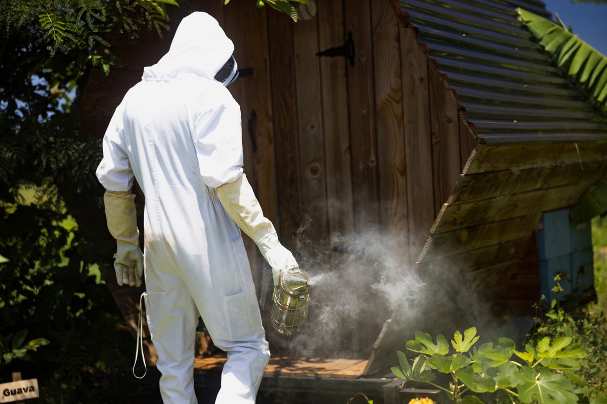 A,Beekeeper,In,A,Protective,Suit,Is,Holding,A,Smoker