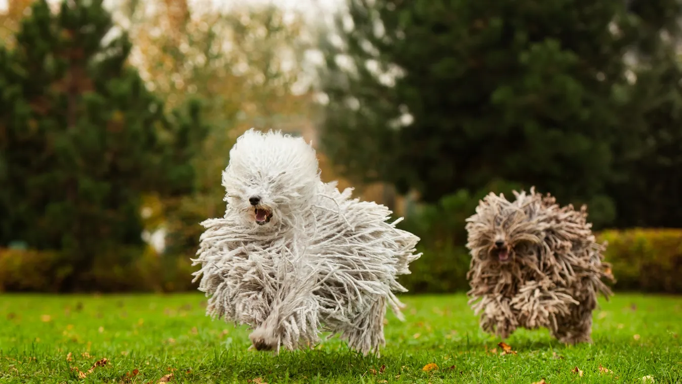 Mostantól már Puli és Komondor is repked az űrben