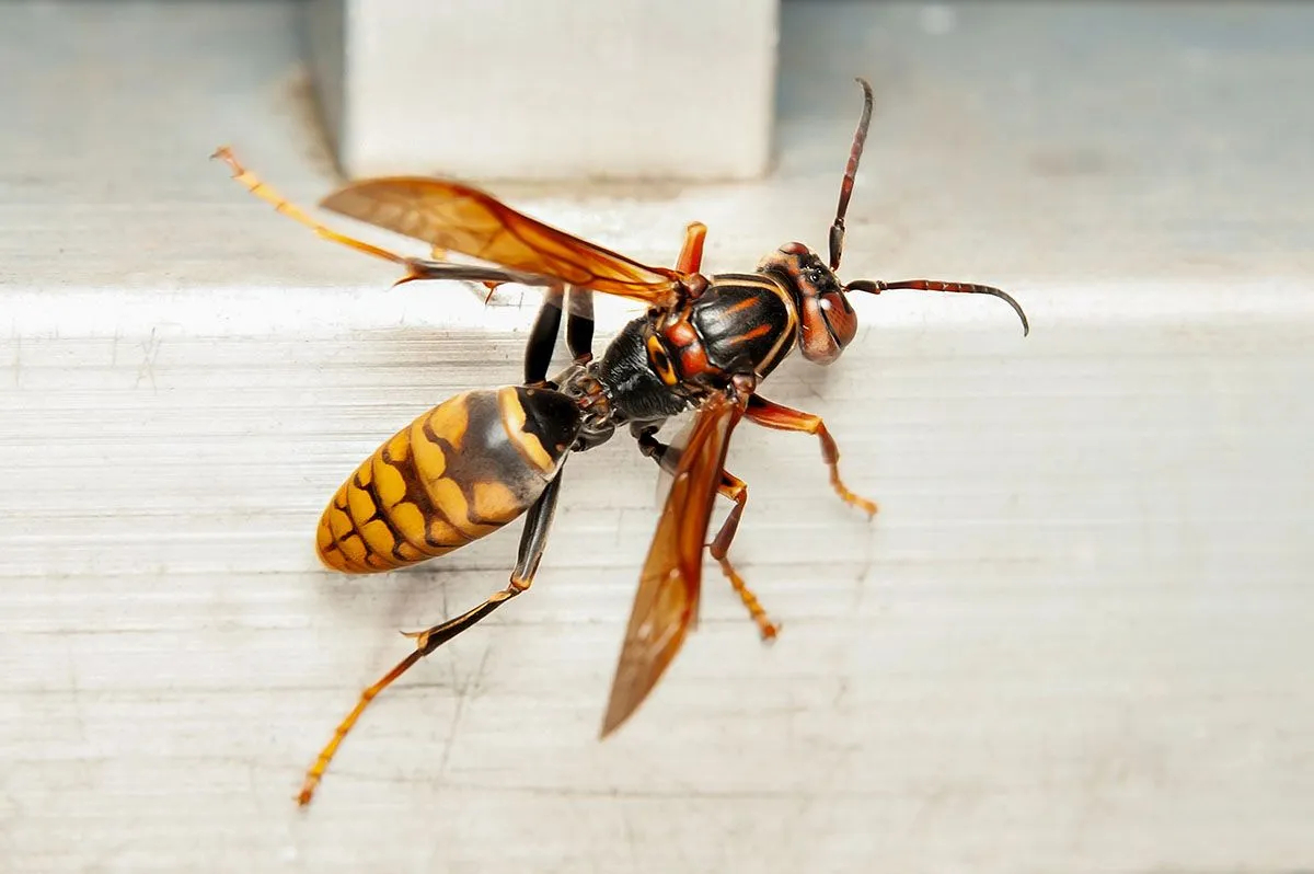 Close-up,Of,Asian,Giant,Hornet,Or,Japanese,Giant,Hornet,(vespa