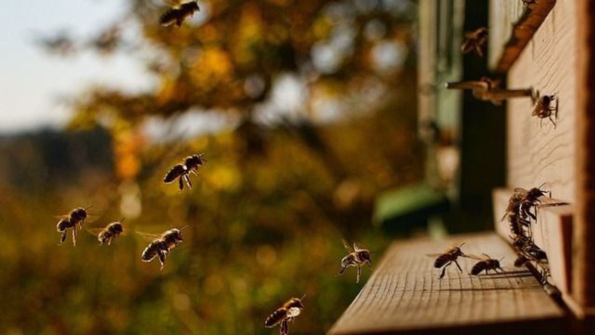 6 házi praktika, amivel távol tarthatod a darazsakat